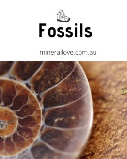 Fossils