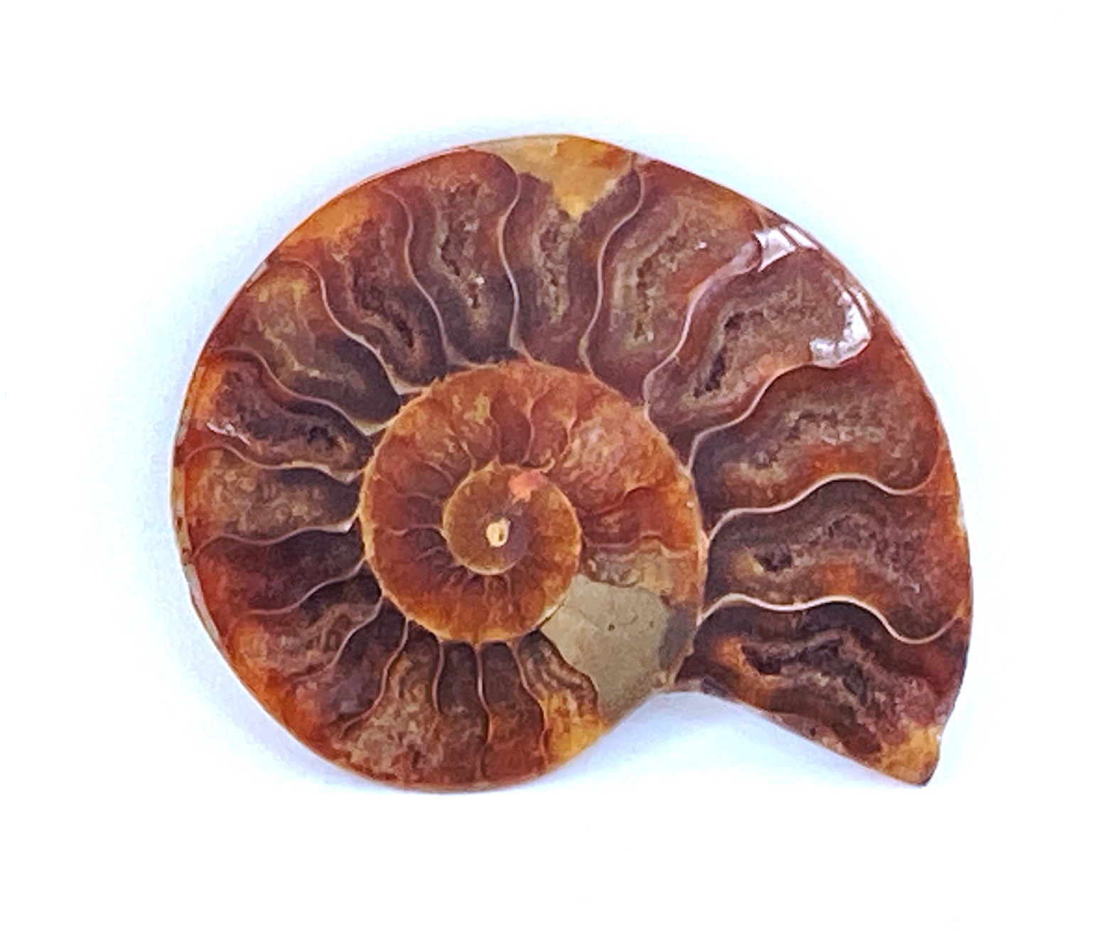 polished ammonite fossil