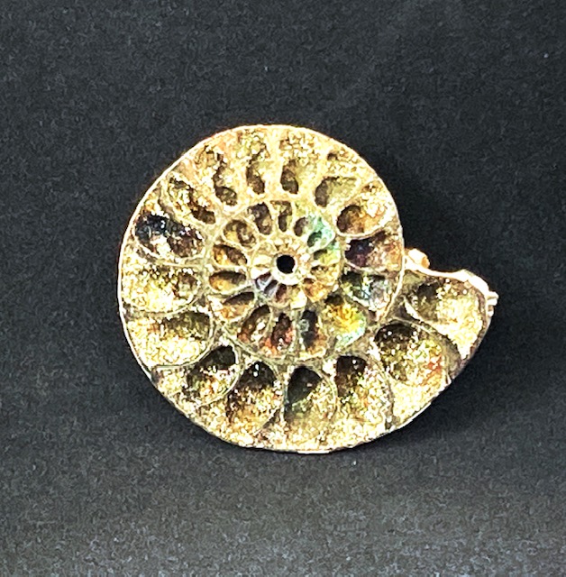 large pyritized ammonite fossil