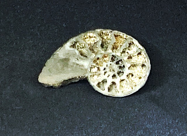 medium pyritized ammonite fossil