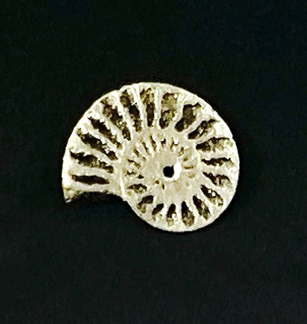 small pyritized ammonite fossil