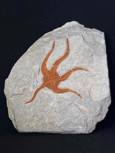 starfish fossil