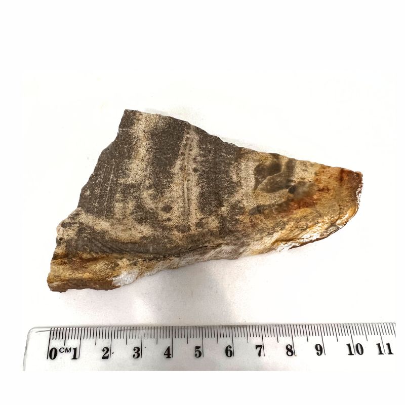 petrified wood piece 177g