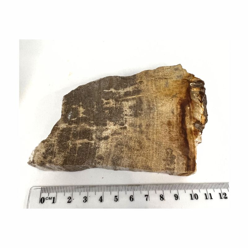 petrified wood piece 339g