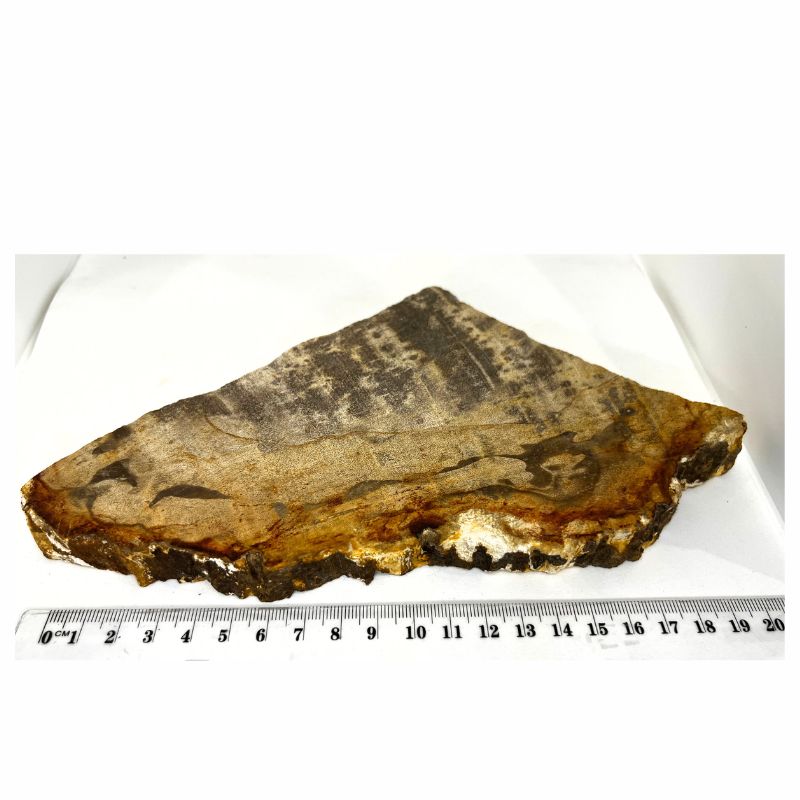 petrified wood piece 689g